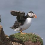 Permalink to Westray Wildlife